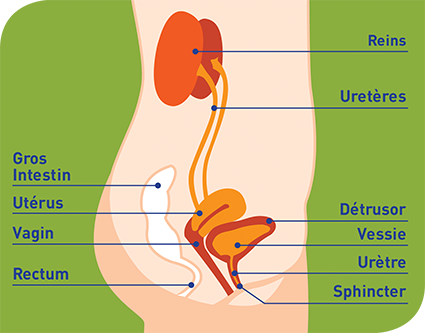 Appareil urinaire féminin