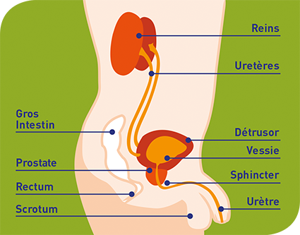 Appareil urinaire masculin