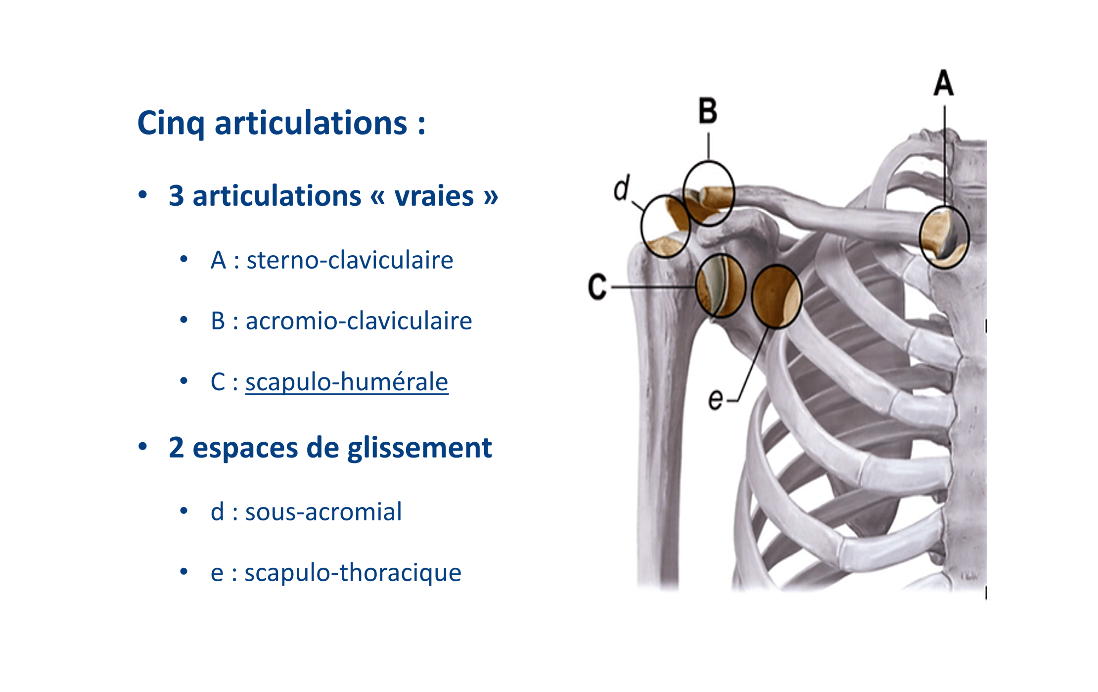 art_V1_les_douleurs_depaules_comment_les_prevenir image Douleurs d