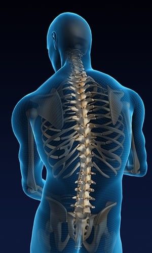 Moelle &eacute;pini&egrave;re et colonne vert&eacute;brale, connaissez-vous la diff&eacute;rence