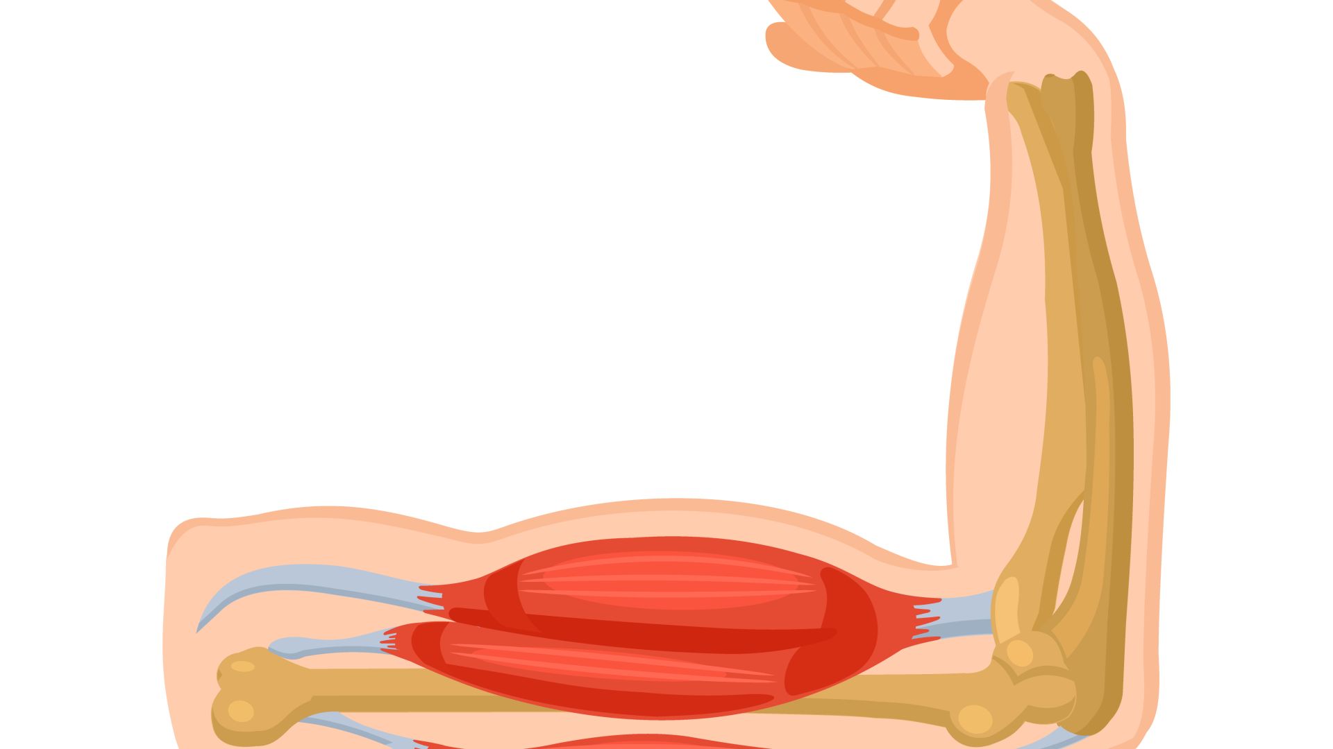 Muscles_ligaments_disques_et_leur_effet_sur_la_fonction_de_la_colonne_vert%C3%A9brale-6b7a5e52 La l&eacute;sion m&eacute;dullaire et ses effets sur le syst&egrave;me nerveux